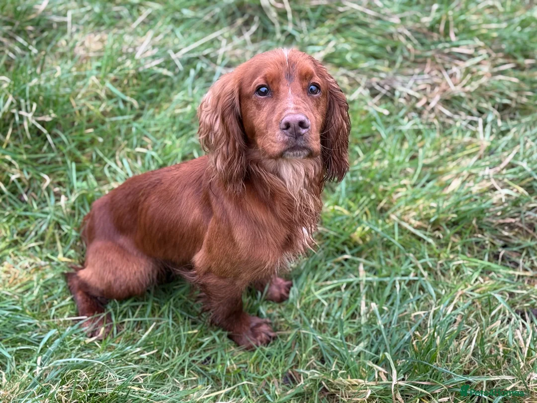 Cocker Spaniel dogs for stud: 😍KC Reg Dark Red Dog at Stud😍 in Malmesbury - Advert 6