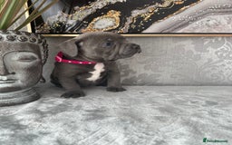 Staffordshire Bull Terrier dogs for sale: Chunky little staffy pups - Image 10