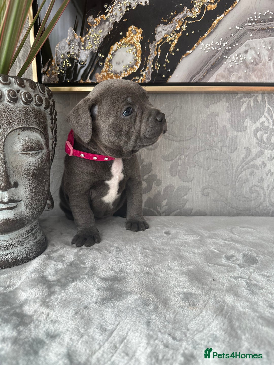 Staffordshire Bull Terrier dogs for sale: Chunky little staffy pups - Image 10
