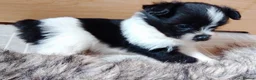 Pomeranian dogs for sale: Pomeranian puppy - 3 months old - Advert 6