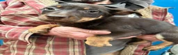Australian Kelpie dogs for sale: Australian kelpie puppies - Advert 11