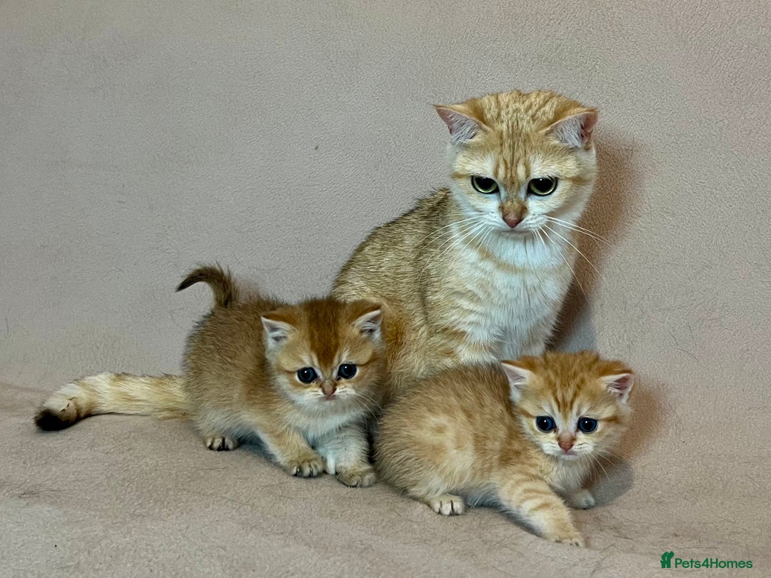 British Shorthair cats for sale: 🐾BSH Golden Kittens🐾  - Advert 34