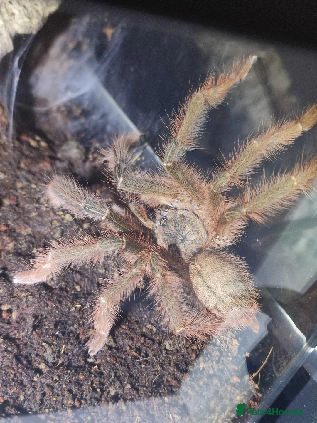 Tarantulas invertebrates for sale: MM “Sabah Blue” & ACCESSORY BUNDLE - Advert 1