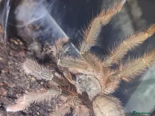 Tarantulas invertebrates Phormingochilus sp. “Sabah Blue” MM - Advert 11