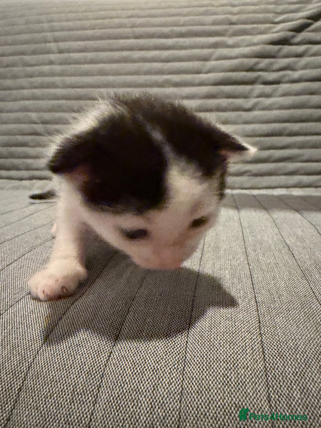 Domestic Shorthair cats for sale: White and black male kitten - Advert 3