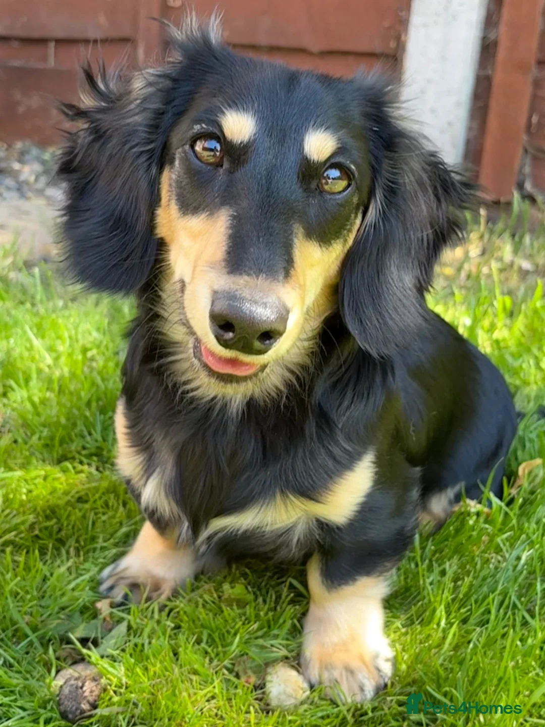 Miniature Dachshund dogs for sale: Long Haired Miniature Dachshund  - Advert 1