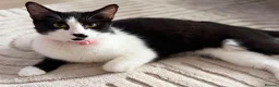 Mixed Breed cats for sale: Kittens for sale  - Advert 2