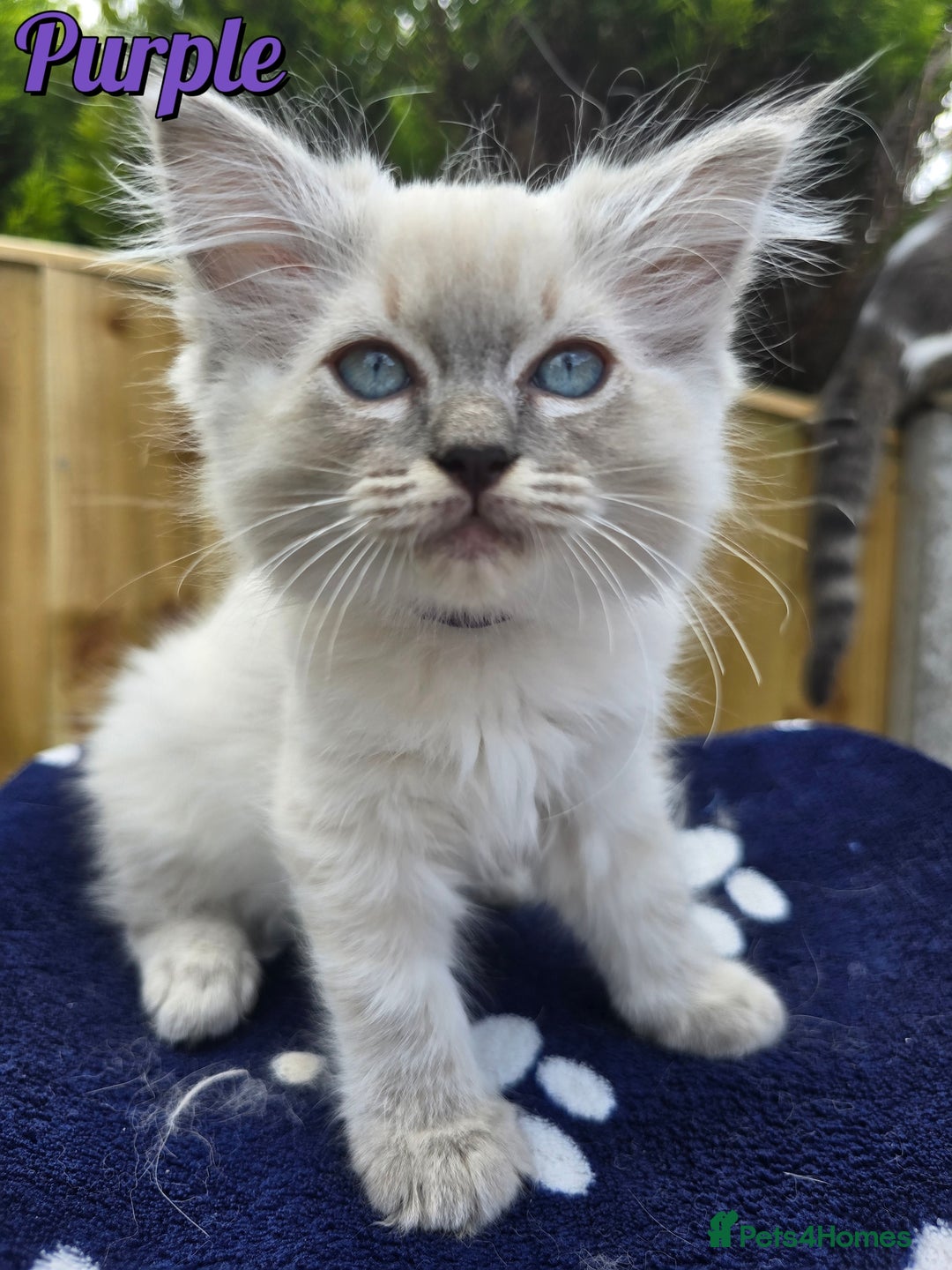 Ragdoll cats for sale: 🤍 STUNNING GCCF REGISTERED RAGDOLL KITTENS 🤍🤍 - Image 17