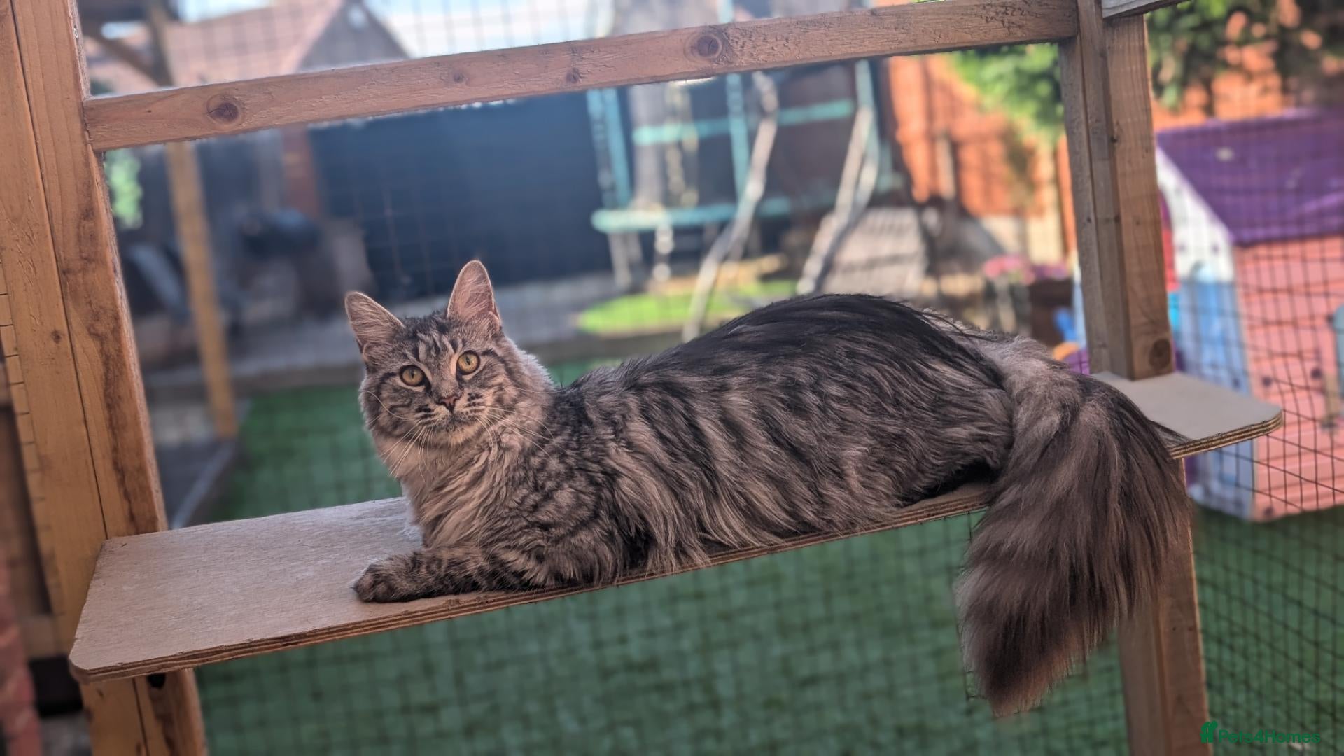 Maine Coon cats Active, large Maine coon female  - Advert 13