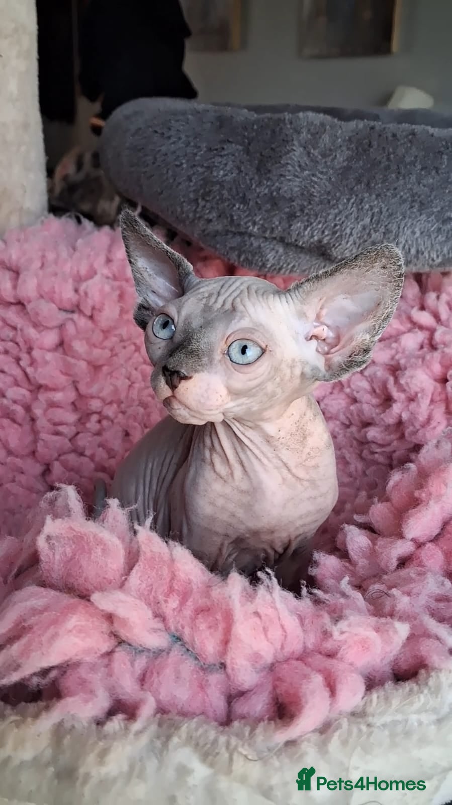 Sphynx cats Sphynx kittens - Advert 9