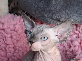 Sphynx cats Sphynx kittens - Advert 9