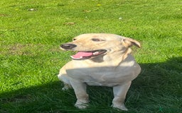 Labrador Retriever dogs for sale: Beautiful Labrador girl  - Image 11