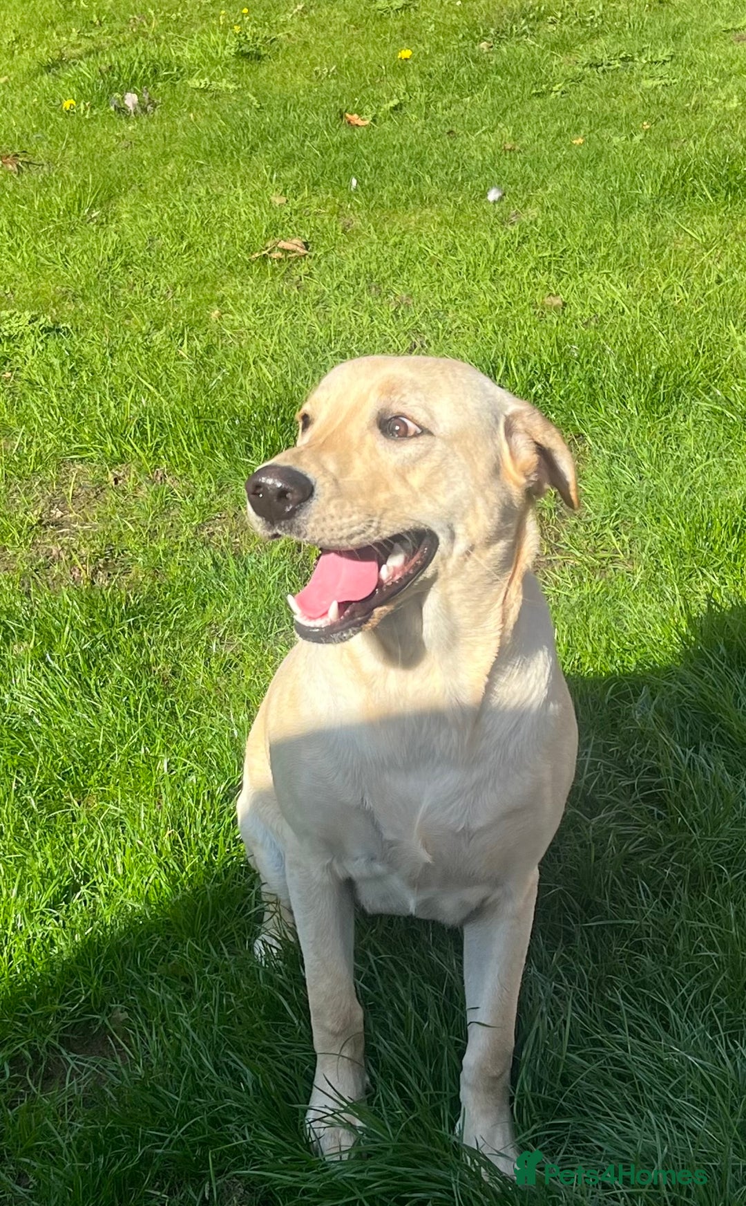 Labrador Retriever dogs for sale: Beautiful Labrador girl  - Image 11