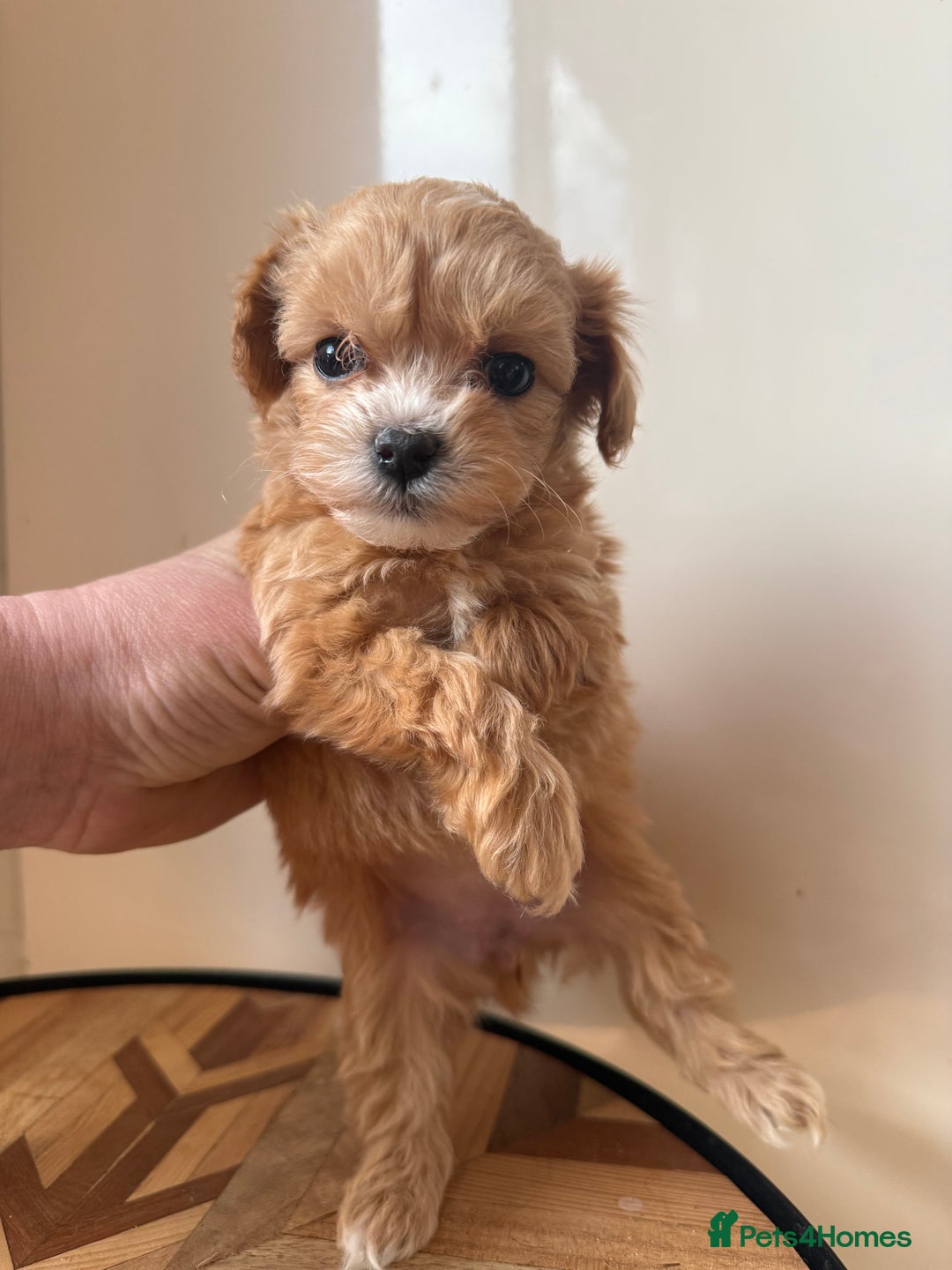 Maltipoo dogs for sale: 🧸 Incredible Teddy Bear TINY F1 Asian Maltipoo 🧸 - Advert 1