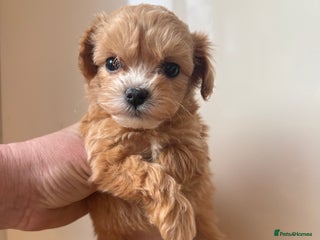 Maltipoo dogs Incredible tiny F1 Asian Maltipoos - Advert 2
