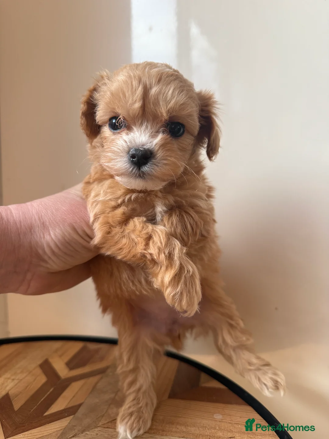 Maltipoo dogs for sale: 🧸 Incredible Teddy Bear F1 Asian Maltipoo 🧸 - Advert 9