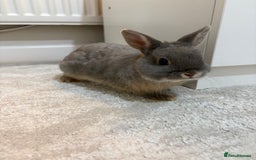 Netherland Dwarf rabbits for sale: Milo Netherlands dwarf bunny - Image 1