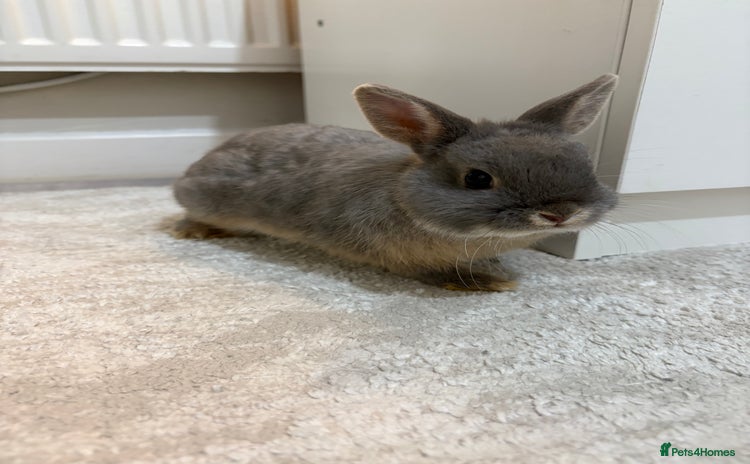 Netherland Dwarf rabbits - Advert 1