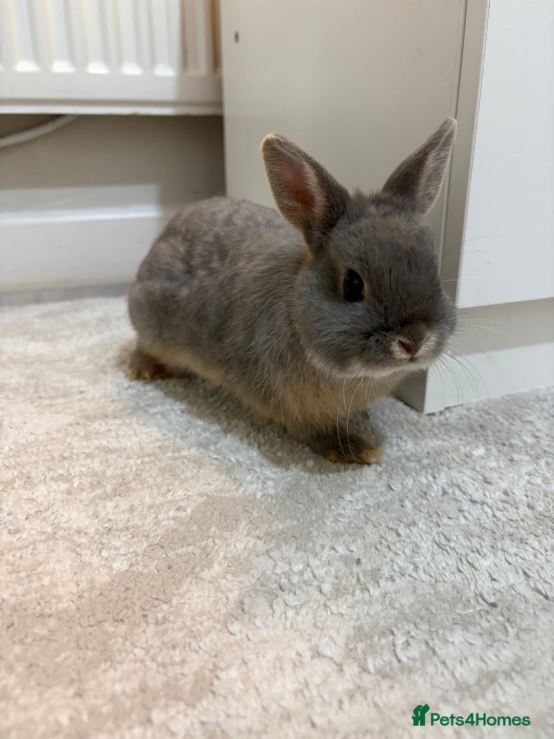Netherland Dwarf rabbits for sale: Milo Netherlands dwarf bunny - Image 1