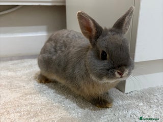 Netherland Dwarf rabbits - Advert 12