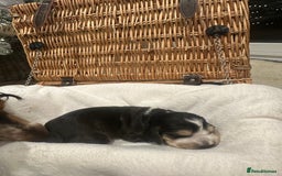 Cocker Spaniel dogs for sale: Show Type Cocker Spaniels Health Tested parent - Advert 10