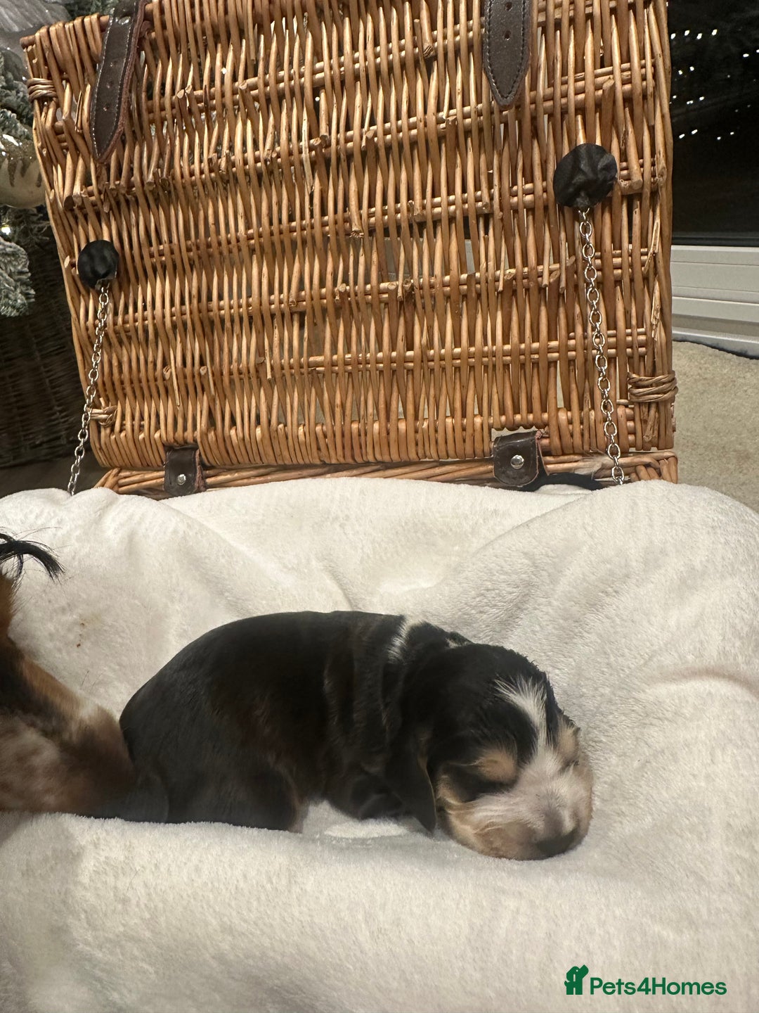 Cocker Spaniel dogs for sale: Show Type Cocker Spaniels Health Tested parent - Advert 10