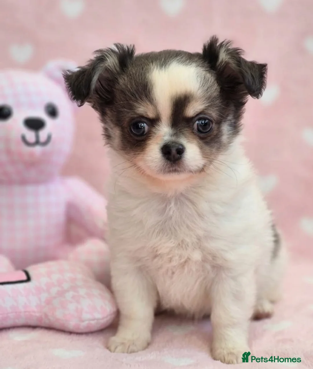 Chihuahua dogs for sale: AMAZING LONGCOAT CHIHUAHUA PUPPIES  - Advert 1