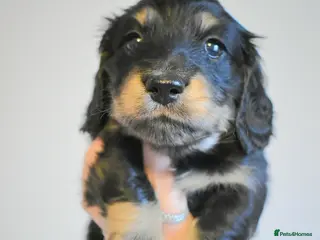 Miniature Dachshund dogs Long Haired Miniature Dachshund Puppy - Advert 10