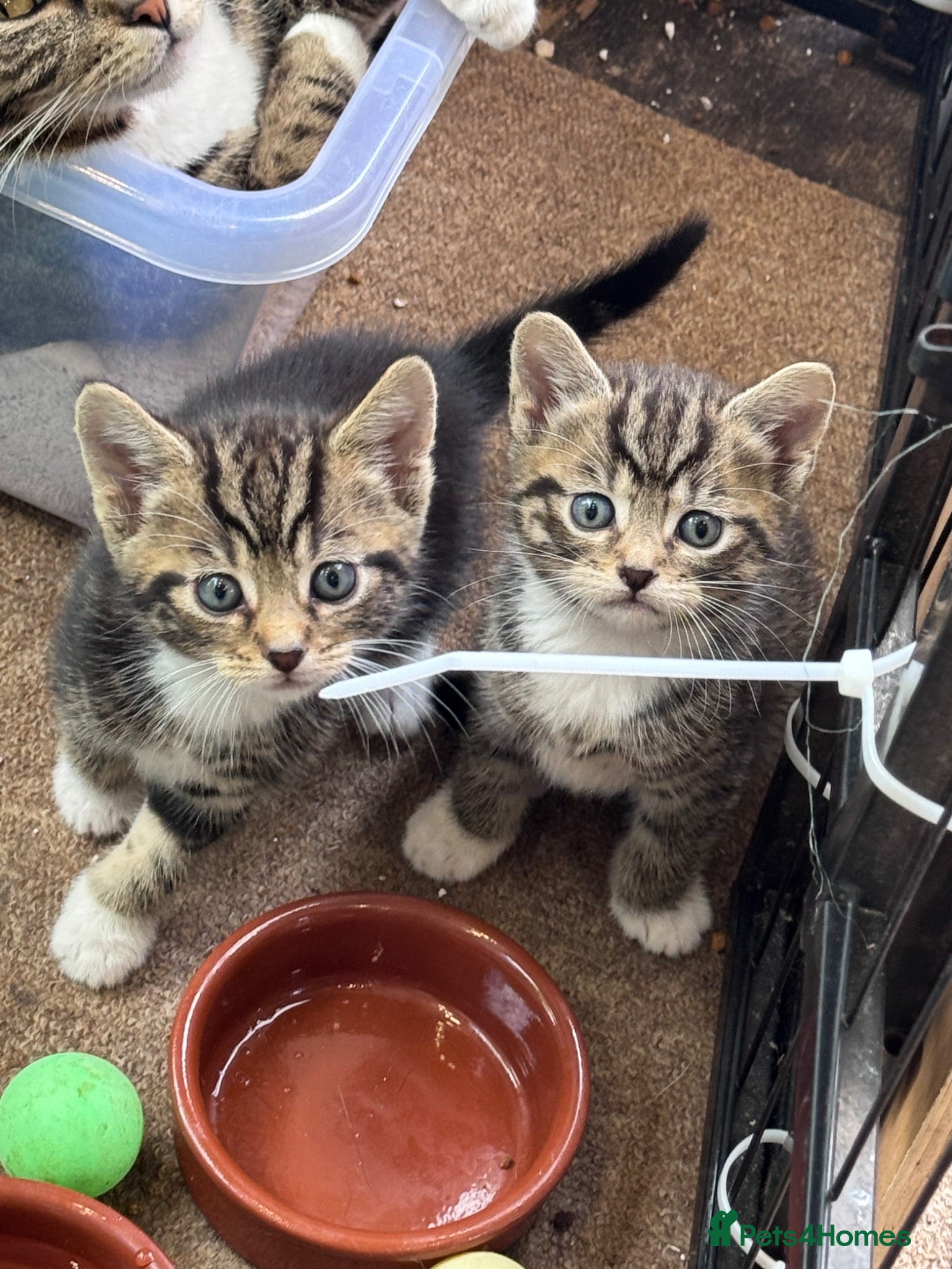 Mixed Breed cats Gorgeous Boys Looking For Their Forever Home - Advert 1