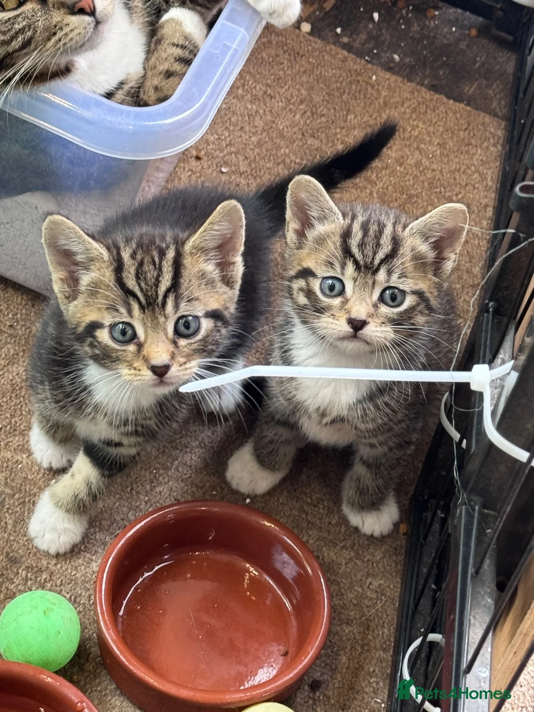 Mixed Breed cats for sale: Gorgeous Boys Looking For Their Forever Home - Advert 1