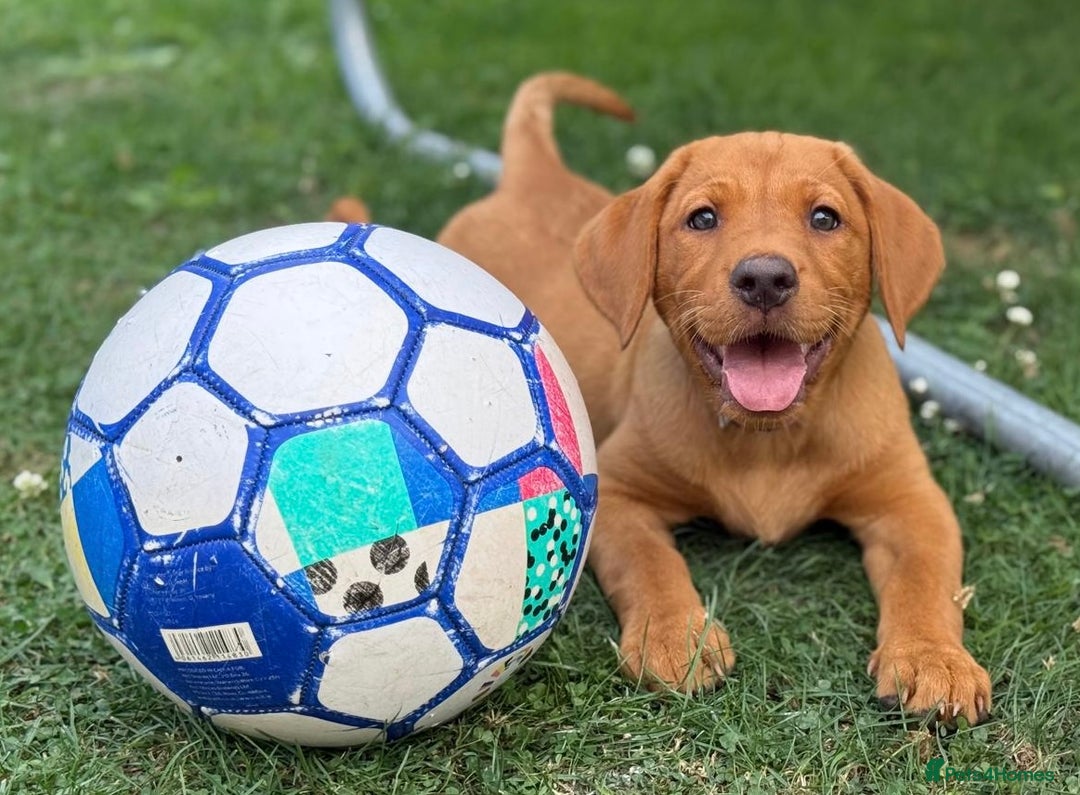 Labrador Retriever dogs for sale: KC REG RED FOX LABRADORS - ONLY 1 MALE LEFT  in Brockenhurst - Image 8