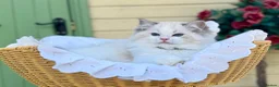 Ragdoll cats for sale: READY TO GO 1 left  (£900) available(TIMEWASTERS)  - Advert 3
