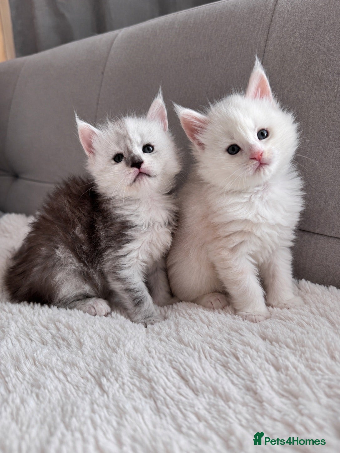 Maine Coon cats     🌟🌟Amazing Kittens Maine Coon 🌟🌟 - Advert 5