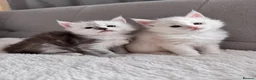 Maine Coon cats for sale:     🌟🌟Amazing Kittens Maine Coon 🌟🌟 - Advert 1