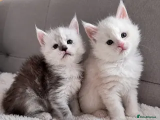 Maine Coon cats 🌟🌟Amazing Kittens Maine Coon 🌟🌟 - Advert 5