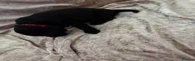 Labrador Retriever 4