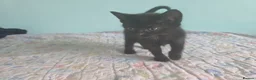 Mixed Breed cats for sale: we are looking for a home,  - Advert 3