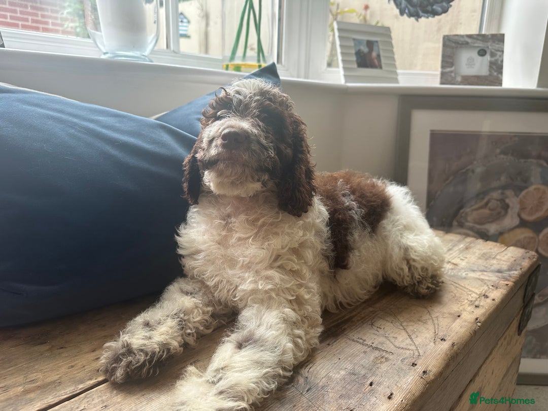 Cockapoo dogs for sale: Cockapoo puppies. Fully DNA tested.  - Image 31