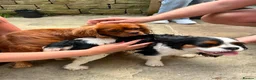 Cavalier King Charles Spaniel dogs for stud: STUD only!  KC registered  - Advert 4