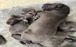 Mixed Breed dogs for sale: Belgian mal x Black lab - Image 1