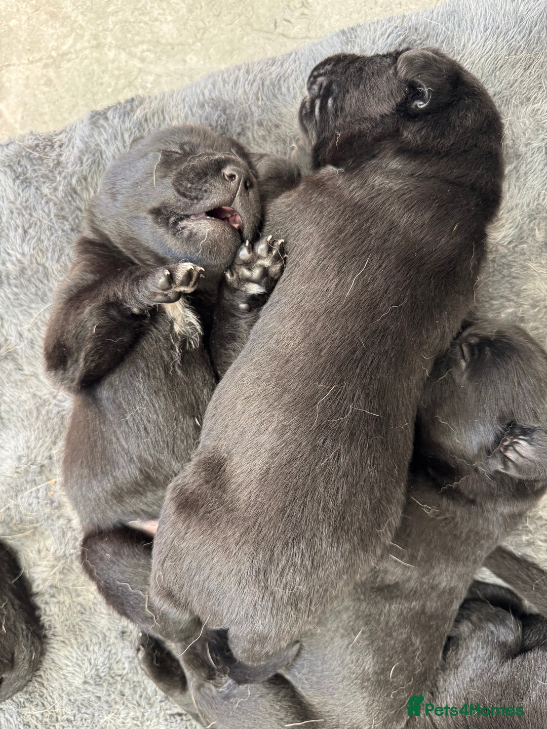 Mixed Breed dogs for sale: Belgian mal x Black lab - Image 1