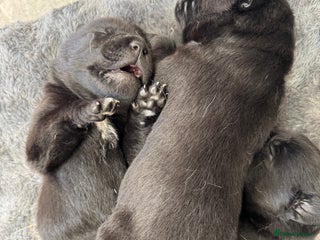 Mixed Breed dogs - Advert 25