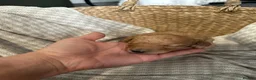 Toy Poodle dogs for sale: Gorgeous, healthy KC toy poodles  - Advert 6