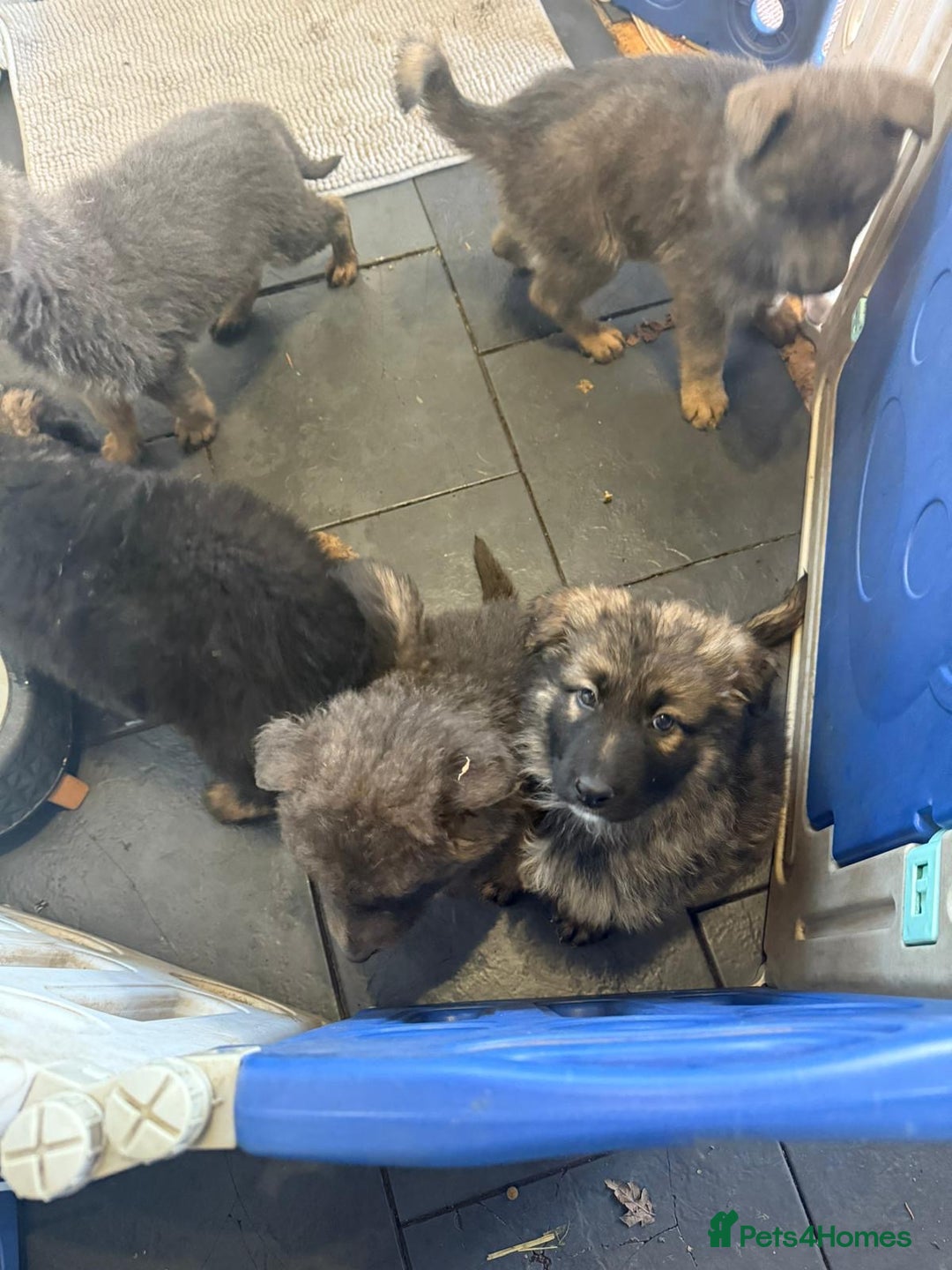 German Shepherd dogs for sale: German shepherd puppies - Advert 12