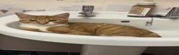 Mixed Breed cats for sale: Beautiful ginger kitten - Ready to go - Advert 2