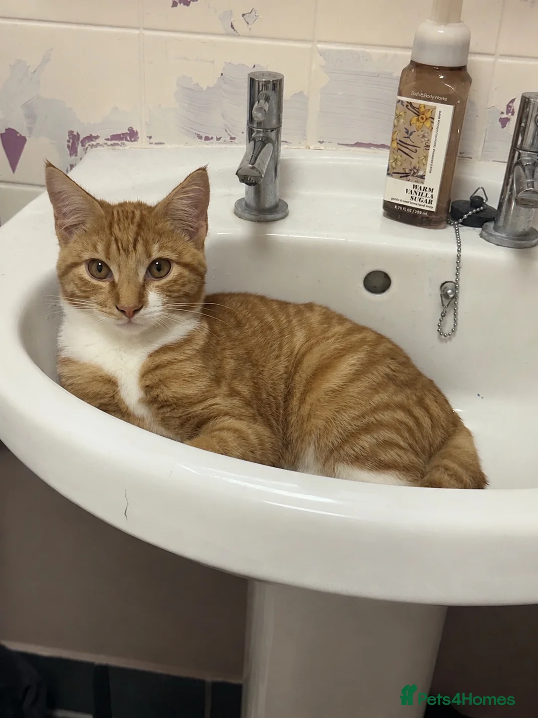 Mixed Breed cats for sale: Beautiful ginger kitten - Ready to go - Advert 2