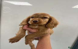 Cocker Spaniel dogs for sale: working cocker spaniel puppies - Image 5