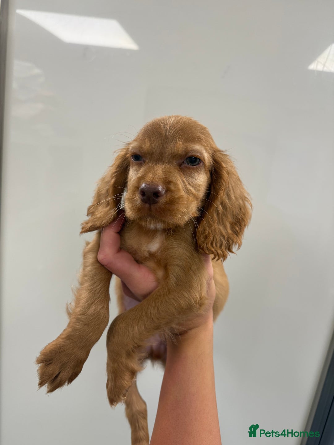 Cocker Spaniel dogs for sale: working cocker spaniel puppies - Image 5