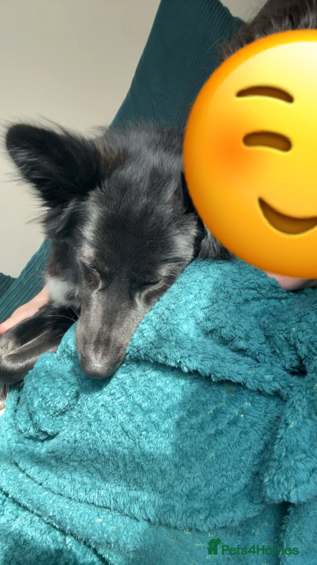 Mixed Breed dogs for sale: Beautiful girl  - Advert 4