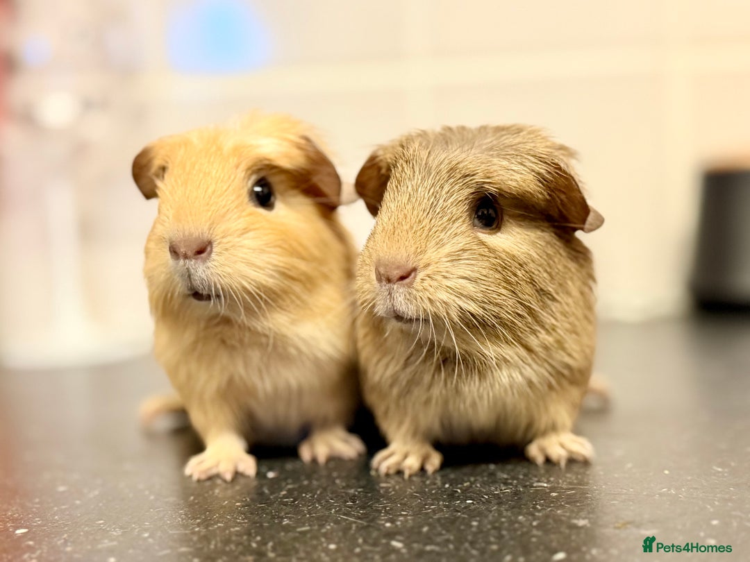 Guinea Pig rodents for sale: Single adult male and 2 female babies  - Advert 16
